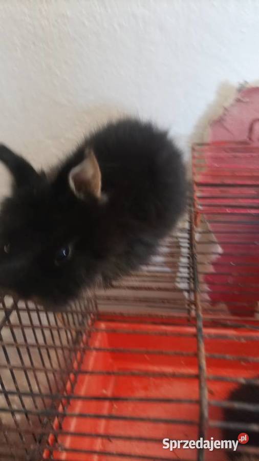 Sprzedam miniaturki Gierałtowiczki