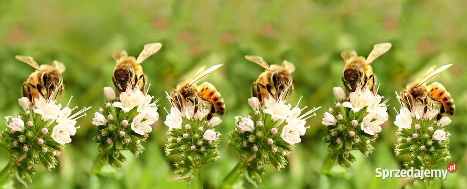 Rodziny pszczele Świdwin sprzedam
