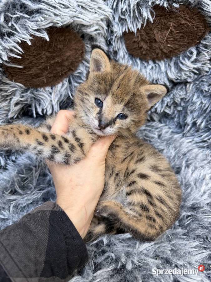 Samiec serwal Kraków