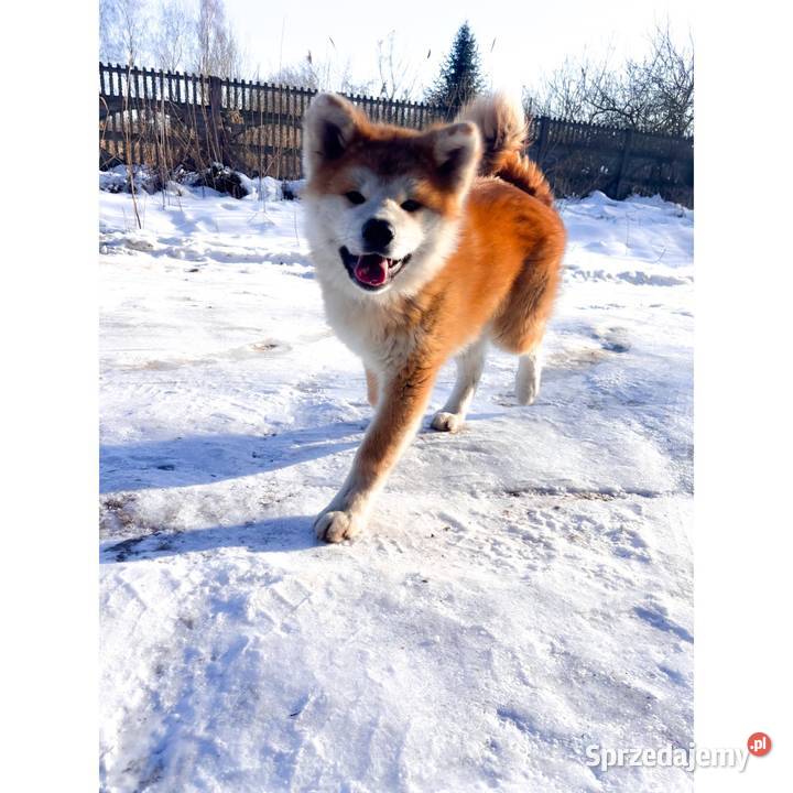 Akita Inu Japońska szczeniaki ZKwPFCI rodowód Akita Płock