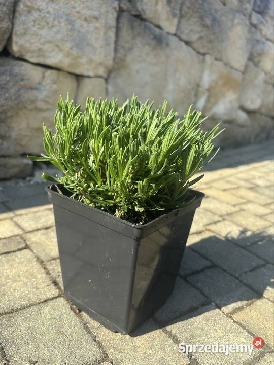 Lawenda Dwarf Blue roczne sadzonki gęste Rzeszów