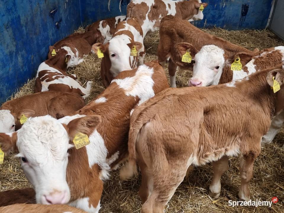 Sprzedaż cieląt mięsnych I mieszańcy Radom