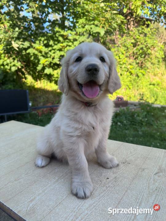Golden Retriever szczeniaki