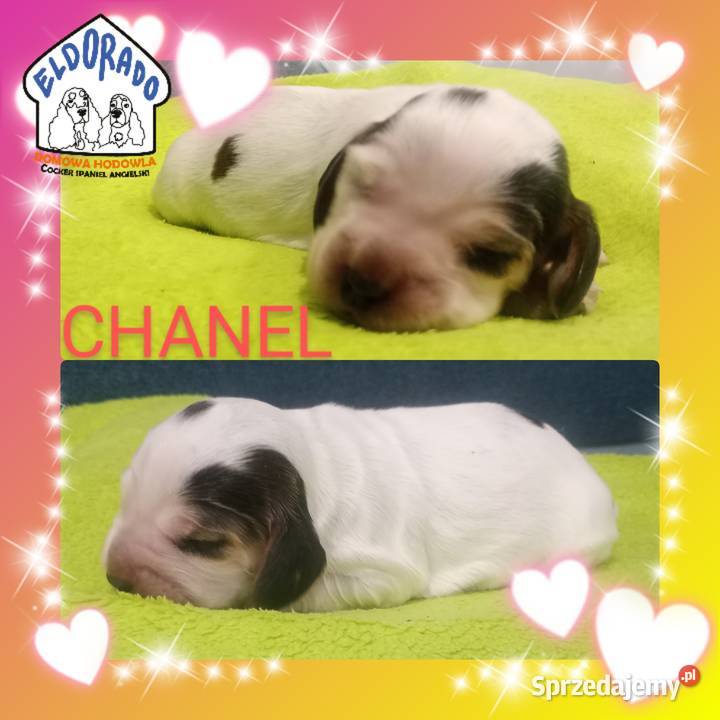 Cocker spaniel angielski