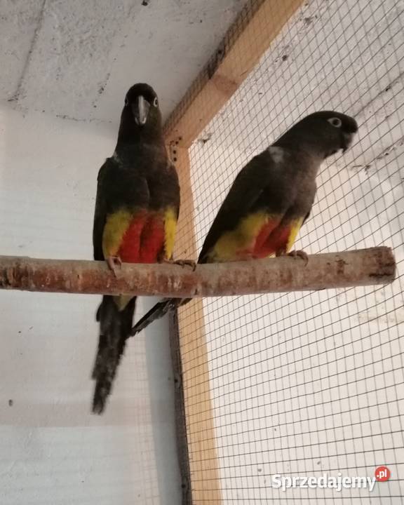 Patagonki 2020 para Ptaki Sulbiny