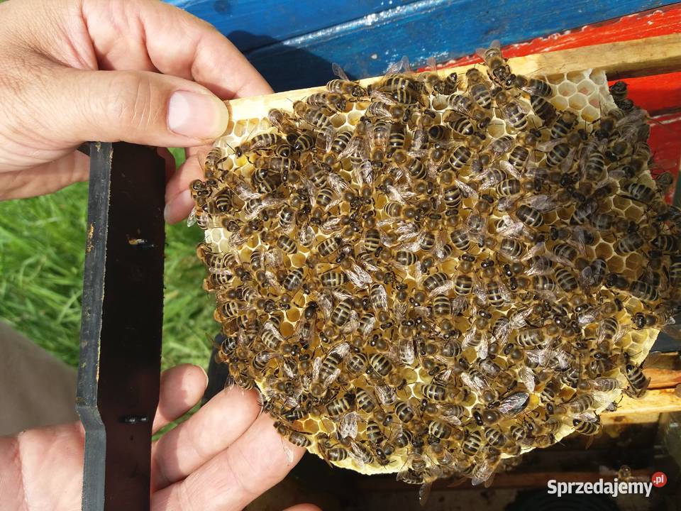 Matki pszczele HYG NieUnasiennione Buckfast Warszawa sprzedam