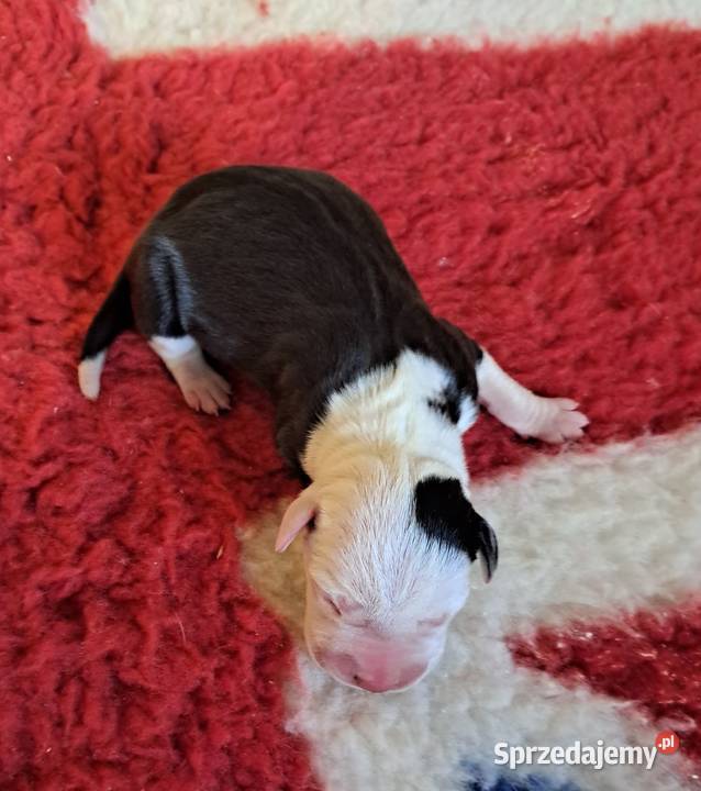 Amstaff ZKWP FCI śliczna suczka Koziegłowy