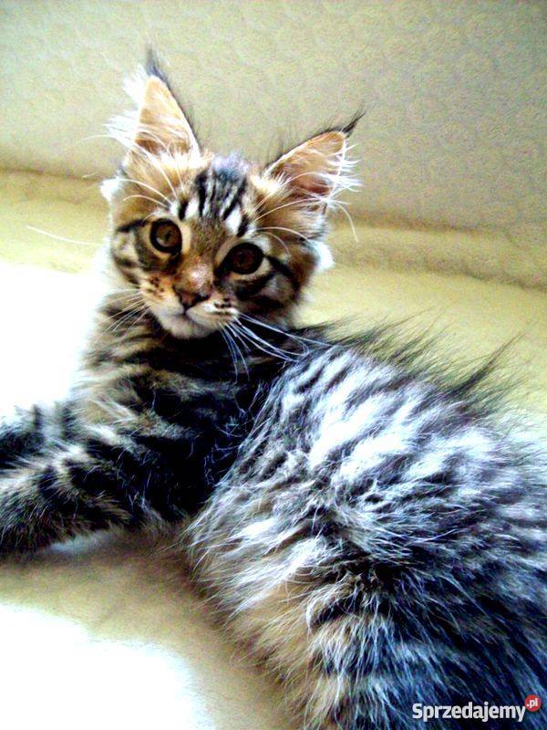 Kocięta Maine Coon Radom