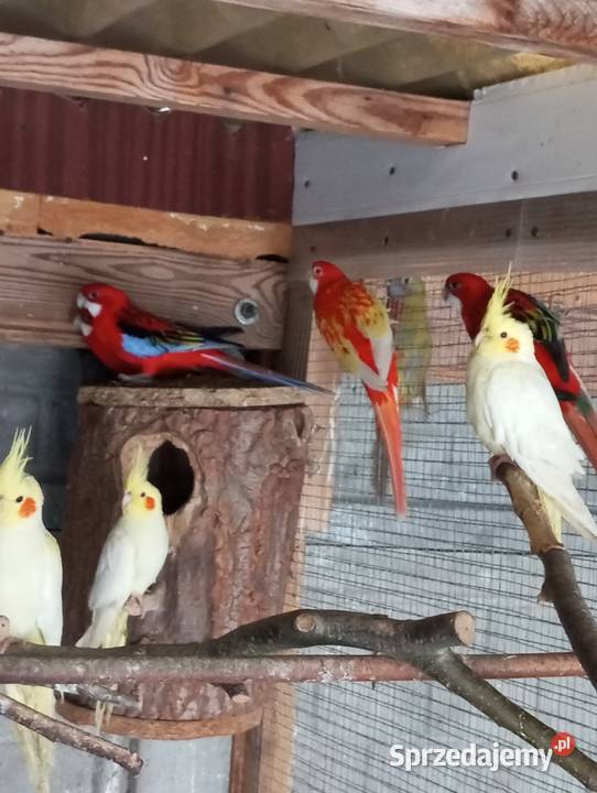 Barabandy rozelle białolice Grodzisk Wielkopolski