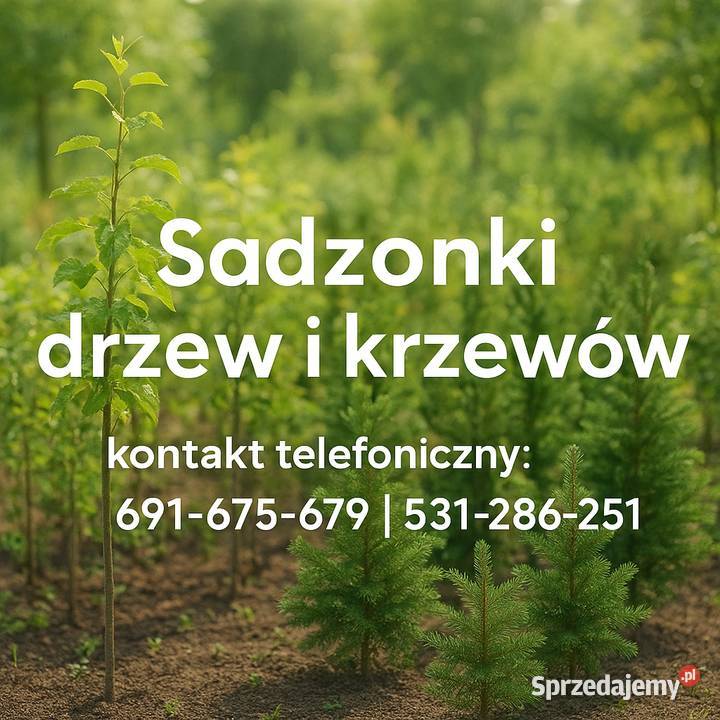 Sadzonki drzewek owocowych iglastych liściastych Tupadły