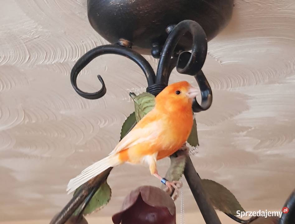 Kanarek samczyk Ptaki Lwówek Śląski sprzedam