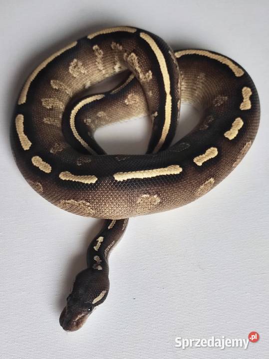 Wąż Pyton królewski GHI BlackHead Phantom Python Warszawa