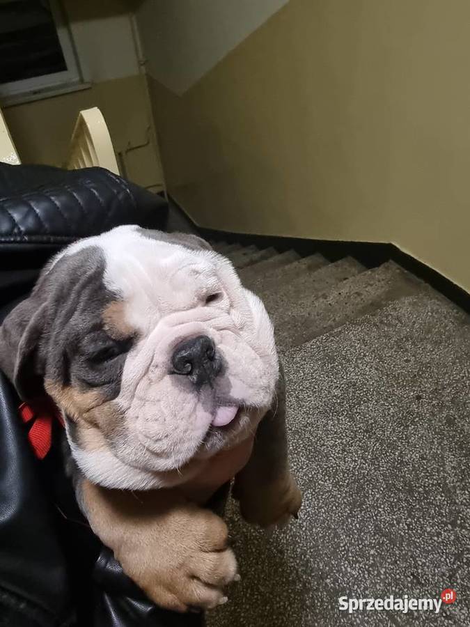 Sprzedam slicznego szczeniaka buldog Limanowa