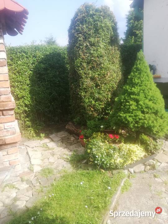 działka rod śląskie sprzedam