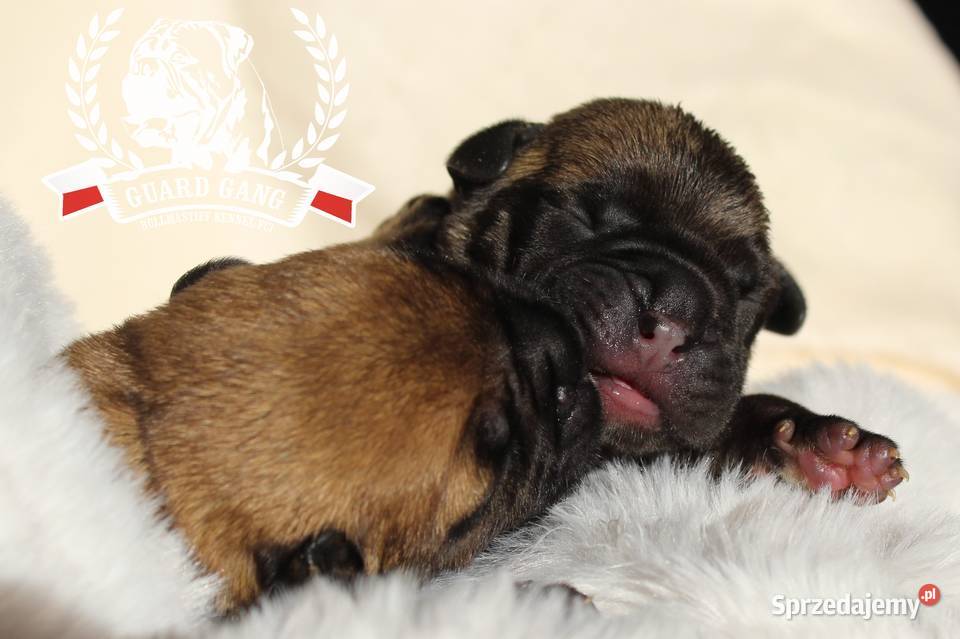 Bullmastiff szczenięta Guard Gang Fci Staszów