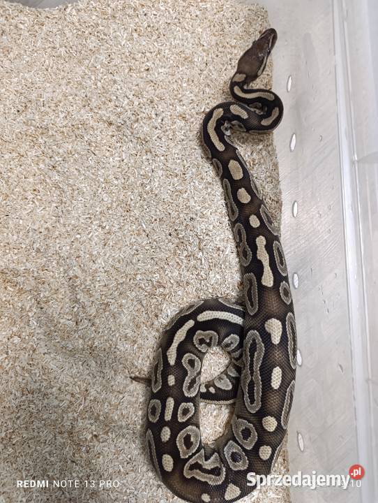 Pytony królewskie Częstochowa sprzedam