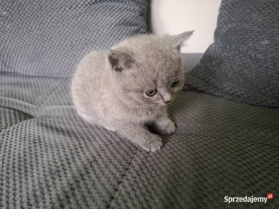 Kotki kocurki brytyjskie gotowe do odbioru Nysa