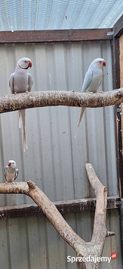 Aleksandretty Obrożne Ptaki podkarpackie Łańcut sprzedam