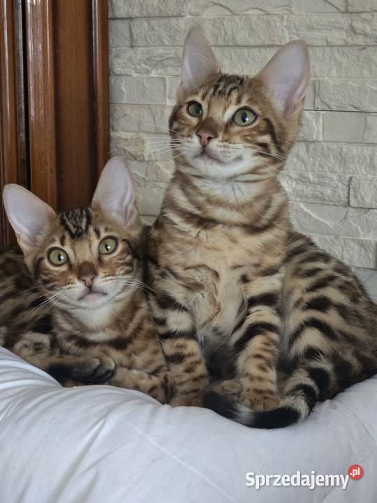 Kociaki Bengalskie gotowe do odbioru mazowieckie Józefów