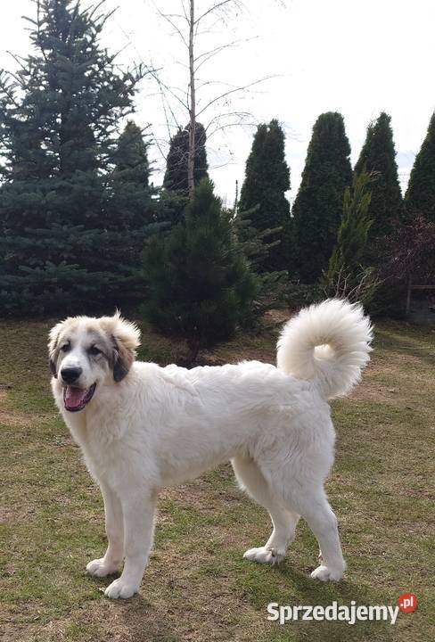 PIRENEJSKI PIES GÓRSKI SZCZENIĘ GOTOWE DO Zwierzęta