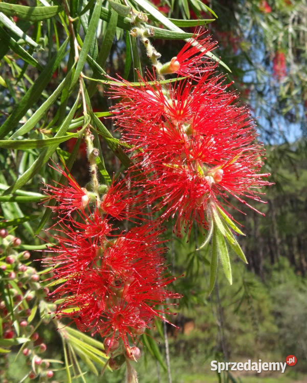KUFLIK PŁACZĄCY Callistemon viminalis NASIONA Lubanie