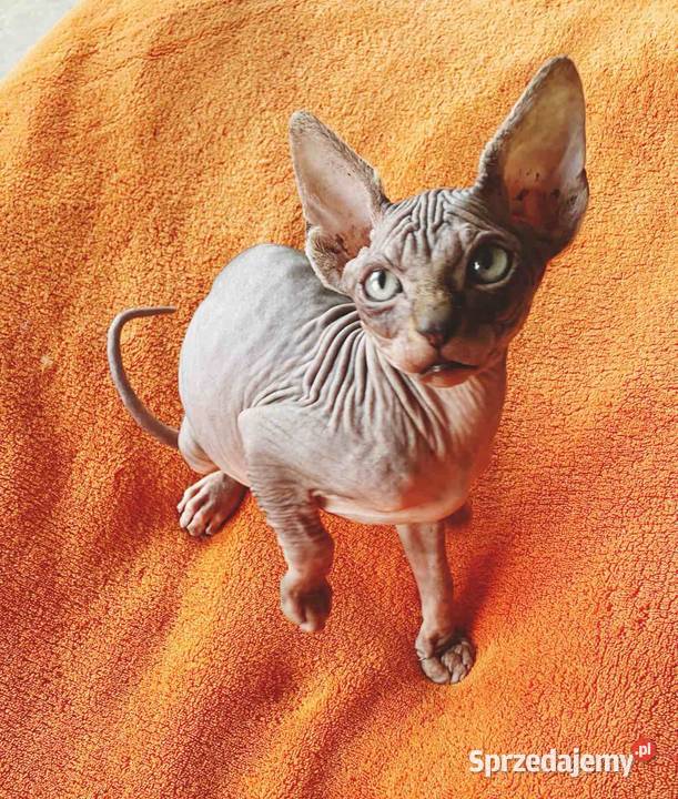 Sfinks Kanadyjski najwyższa klasa w super Raciborsko