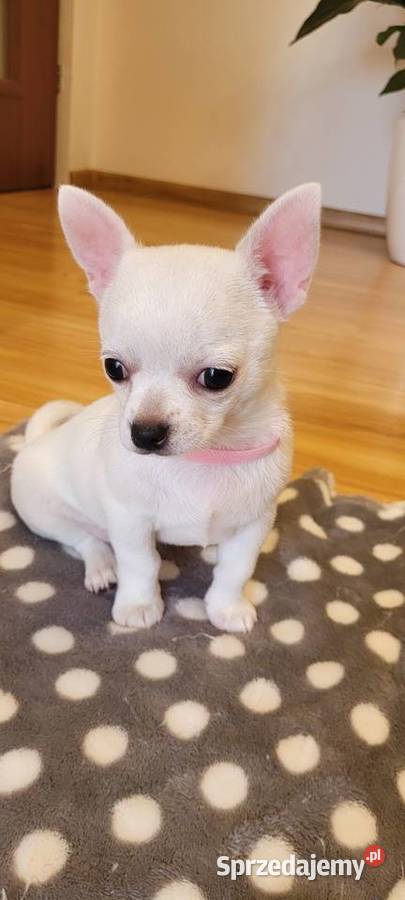 Chihuahua krótkowłosa suczka