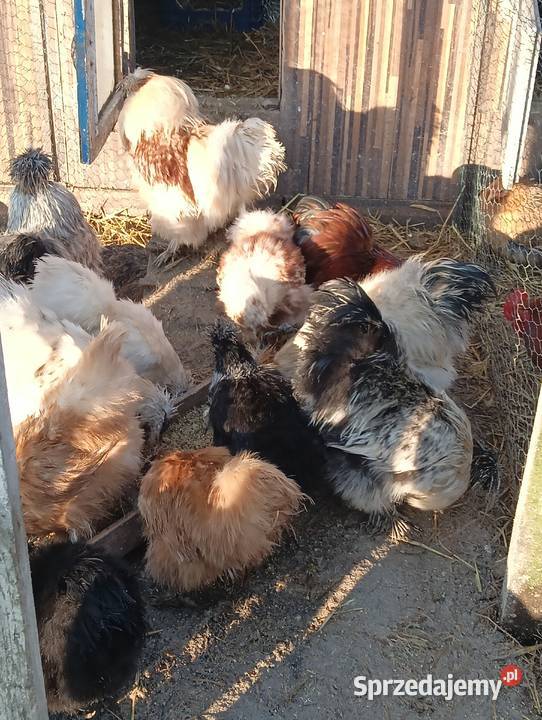 Sprzedam Kochinki miniatura i Silki Ptaki