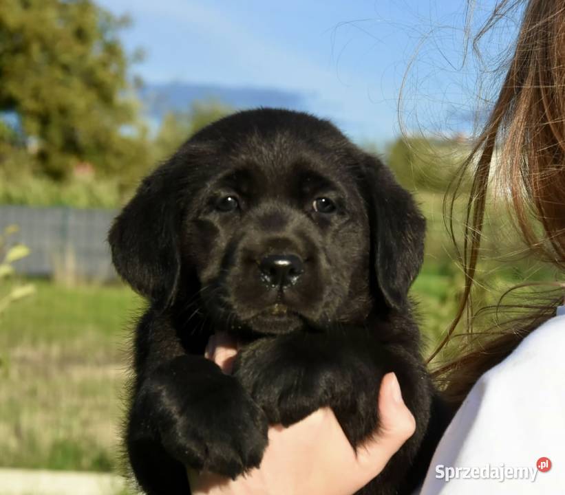 Labrador retriever FCIZKwP