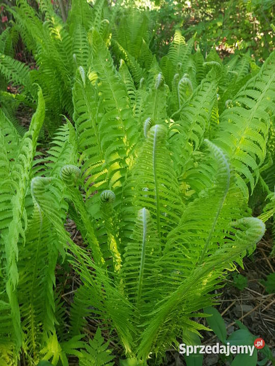 Paproć ogrodowa dekoracyjna duża XXL lubelskie Lublin sprzedam