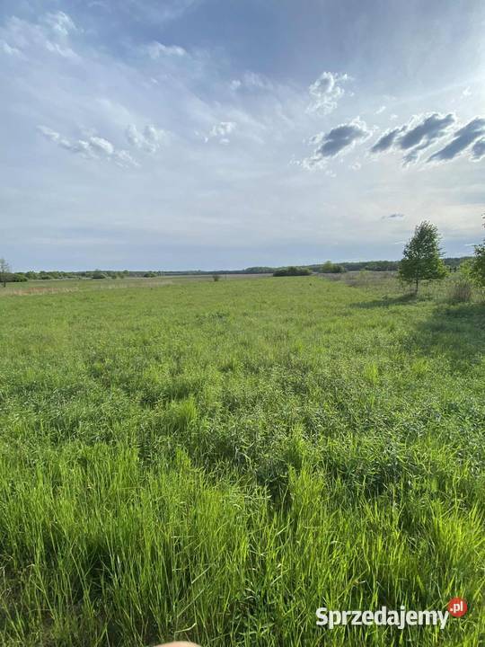 Działka rola Kotowa Wola sprzedam