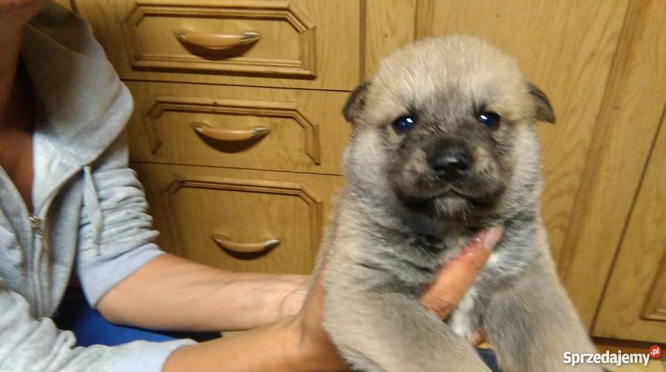 HuskyOwczarek Niemiecki piękne scczeniaki oddam Szadek