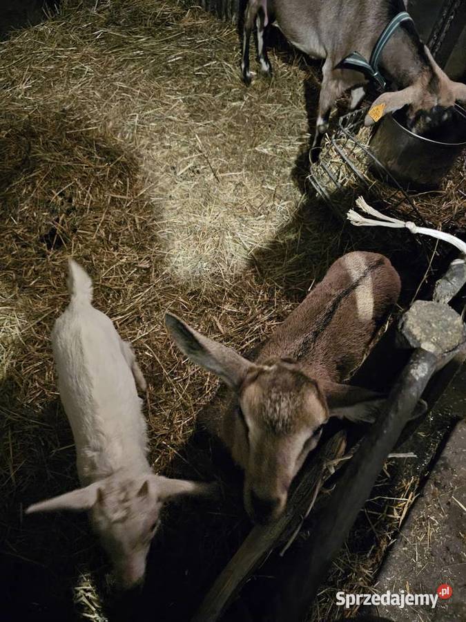 Sprzedam kozke i koziolka pomorskie Tczew