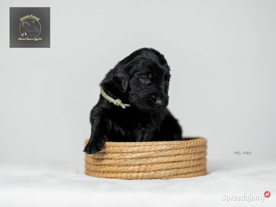 Flat Coated Retriever domowa hodowla FCI Kiełpin sprzedam