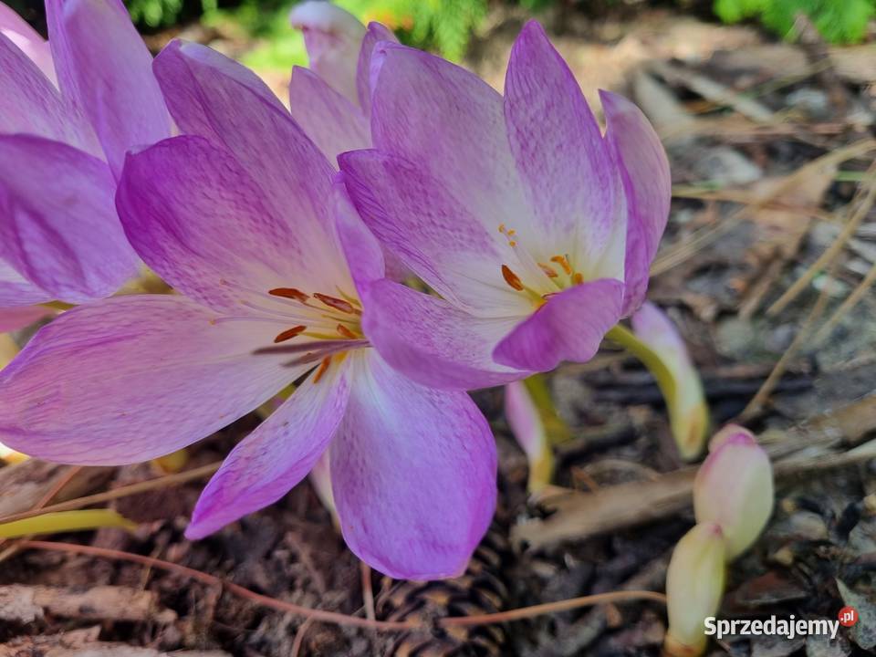 Zimowit jesienny Duże cebule XXL fioletowy Lublin