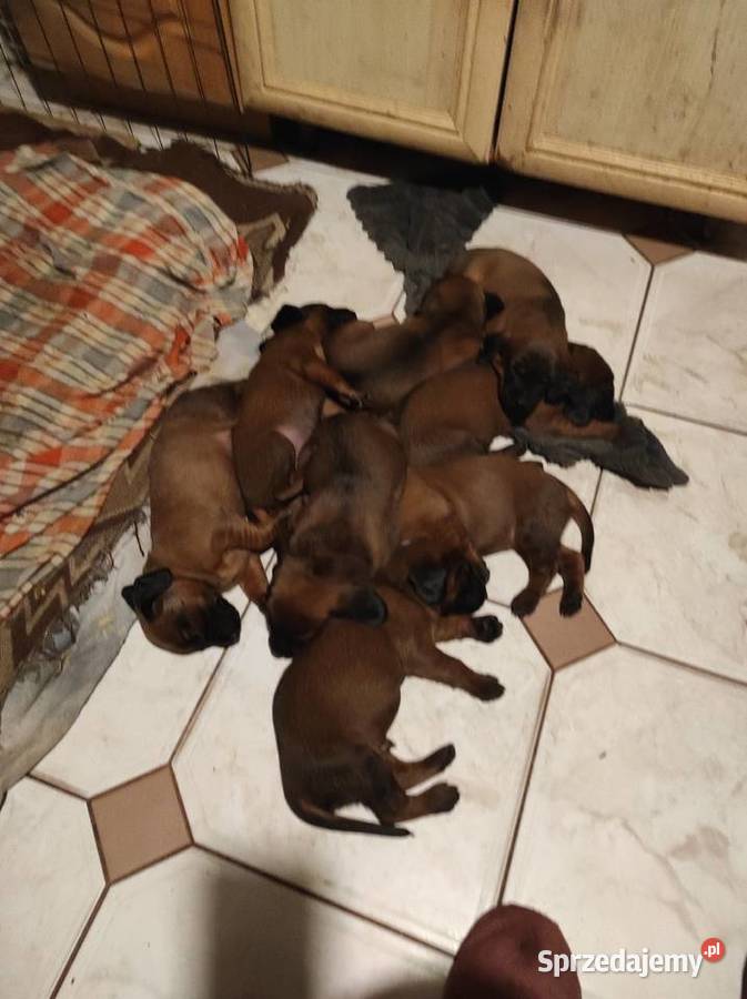 Posokowce bawarskieszczenięta rodowodowe FCI