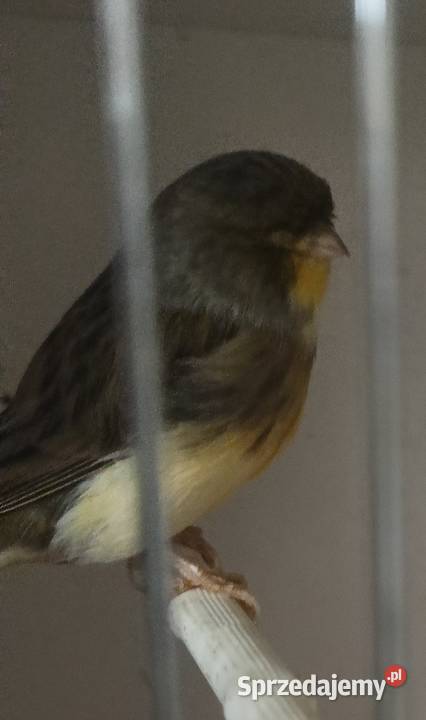 Sprzedam kanarki glostery arlekiny portugalskie sprzedam