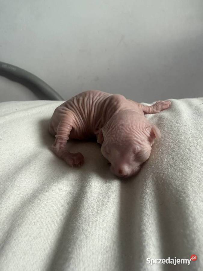 Kotki do rezerwacji odbiór Wielkanoc Łódź sprzedam