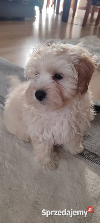 Maltipoo MaltańczykPudel miniaturowy małopolskie Tarnów