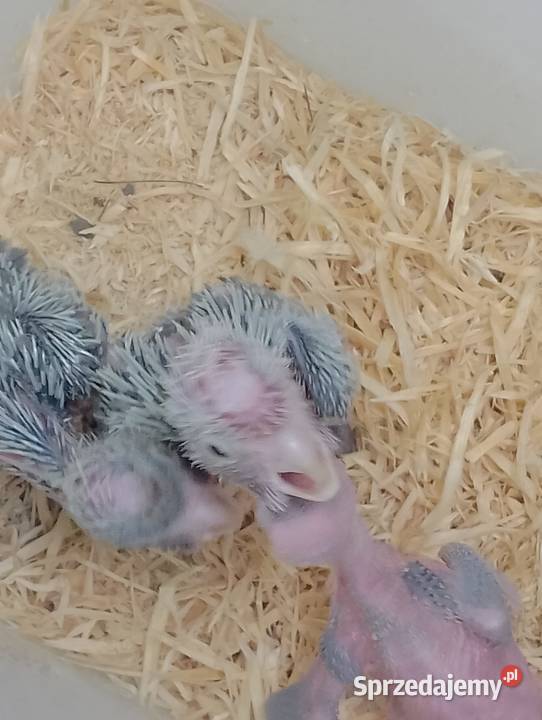 Kakadu różowe do ręcznego karmienie Wodzisław Śląski