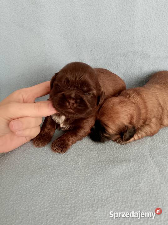 Piękny piesek rasy ShihTzu Zwierzęta Opole