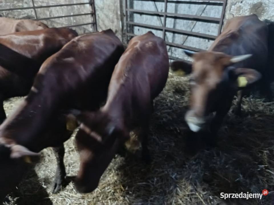 Sprzedam jałówki rp Suwałki