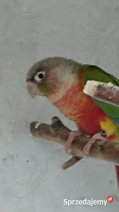 Rudosterka Zielonolica PineappleSuncheek Złotoryja