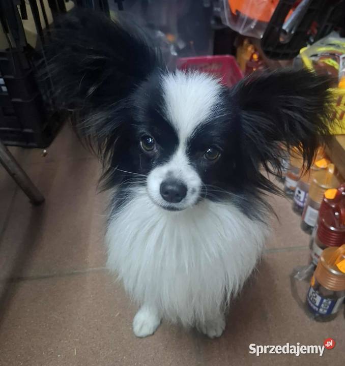 Spaniel kontynentalny Papilon łódzkie Łask