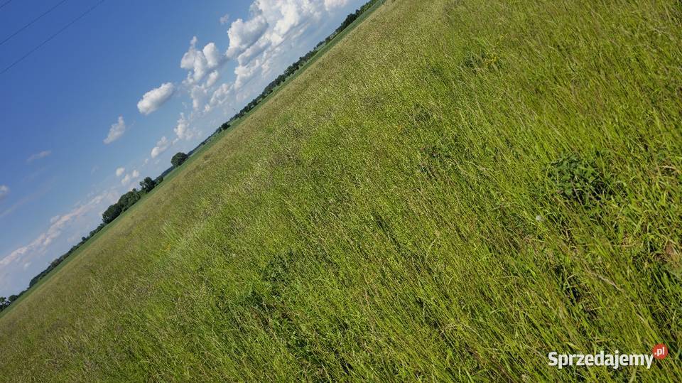 Sprzedam trawe na siano kiszonkę Rośliny pastewne Bartoszyce sprzedam