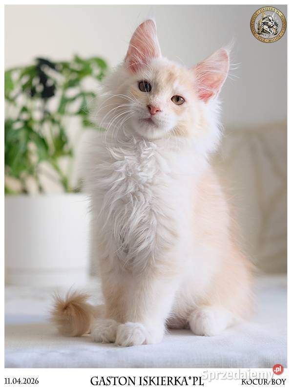 Gaston cudowny przystojniak kocurek maine coon Warszawa
