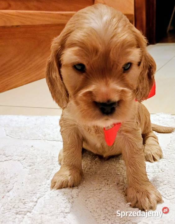 Cocker spaniel złoty Przewrotne