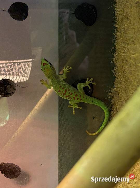 Felsuma Madagaskarska Phelsuma