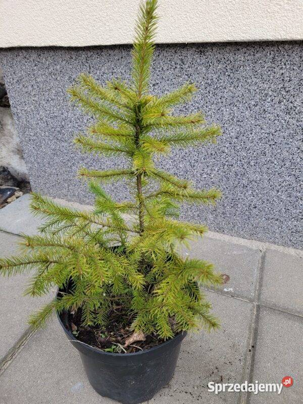 Świerk serbski Picea Omorica 2040 DONICZKA