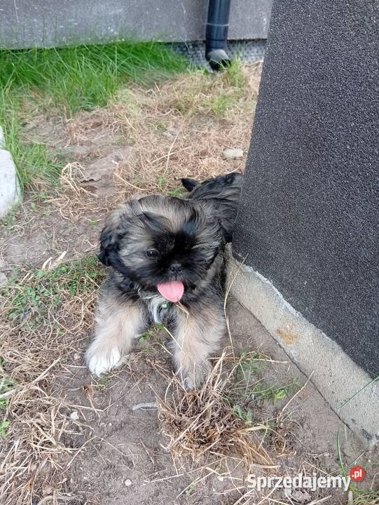 Śliczne shih tzu Szczerców